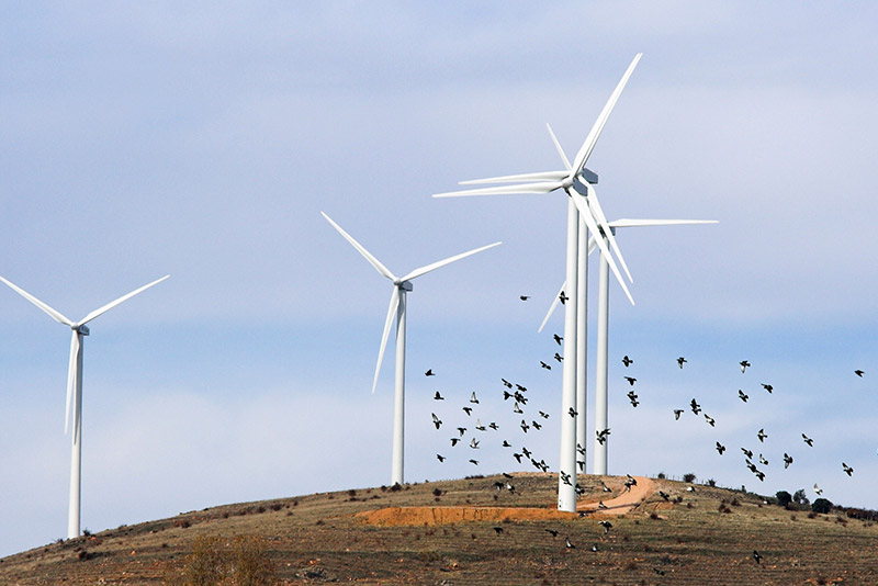 Windfarm gap-filling radar helps mitigate avian turbine strikes